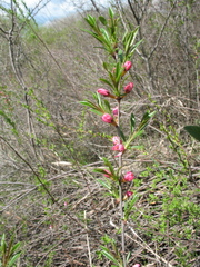 Prunus tenella