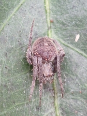 Neoscona punctigera