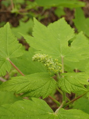 Acer ukurunduense