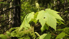Acer ukurunduense