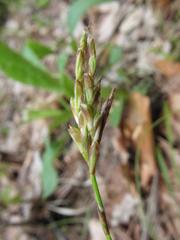 Carex digitata