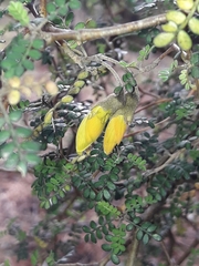 Sophora prostrata