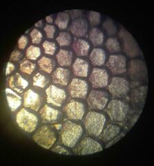 Mediodactylus sagittifer