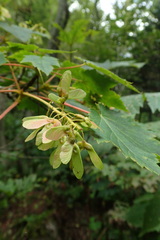 Acer ukurunduense