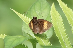 Koruthaialos rubecula