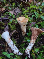 Turbinellus kauffmanii