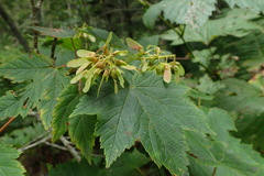 Acer ukurunduense