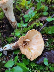 Turbinellus kauffmanii