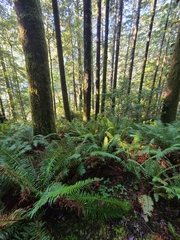 Turbinellus kauffmanii