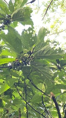 Ficus benguetensis