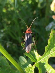 Cantharis annularis