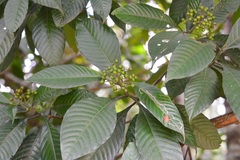 Psychotria mexiae