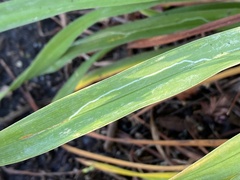 Ophiomyia kwansonis