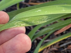 Ophiomyia kwansonis