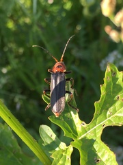 Cantharis annularis