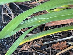 Ophiomyia kwansonis