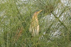 Ixobrychus minutus