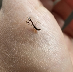 Pseudomantis albofimbriata