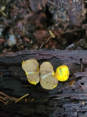 Truncocolumella citrina