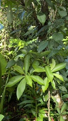 Machilus japonica