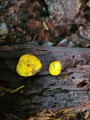 Truncocolumella citrina