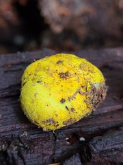 Truncocolumella citrina