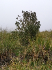 Phyllocladus alpinus