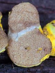 Truncocolumella citrina