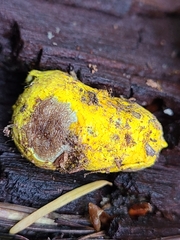 Truncocolumella citrina