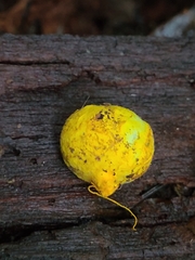 Truncocolumella citrina