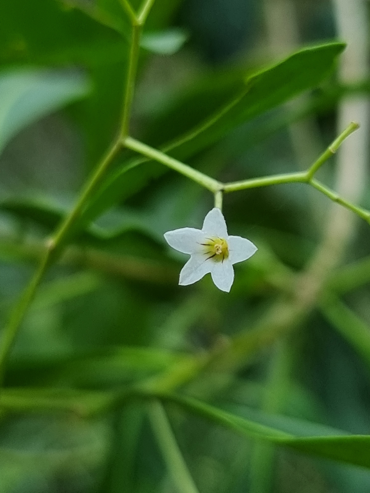 Duboisia myoporoides