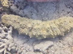 Stichopus vastus