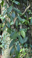 Pothos chinensis