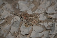 Anaxyrus microscaphus