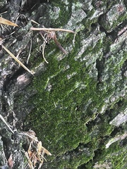 Pseudevernia furfuracea