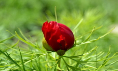 Paeonia tenuifolia