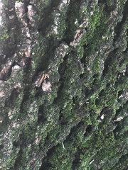 Pseudevernia furfuracea