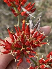 Haemodorum coccineum