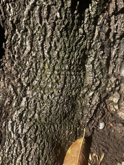 Pseudevernia furfuracea