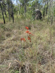 Haemodorum coccineum