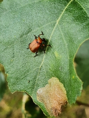Apoderus coryli