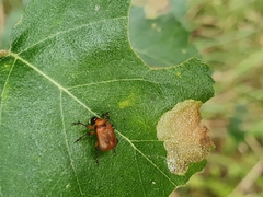 Apoderus coryli