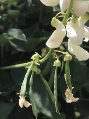 Dipogon lignosus