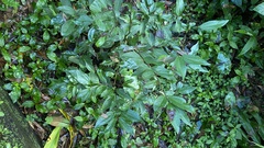 Cinnamomum osmophloeum