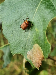 Apoderus coryli