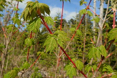 Acer ukurunduense