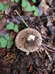 Amanita pachycolea
