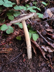 Amanita pachycolea