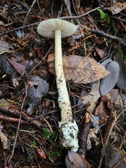 Amanita pachycolea