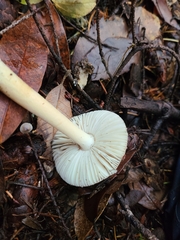 Amanita pachycolea
